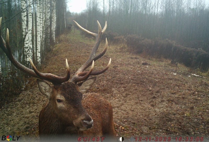 Лесные фотомодели