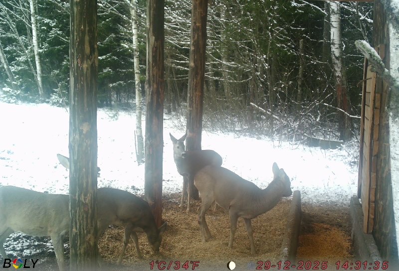 С заботой о животных