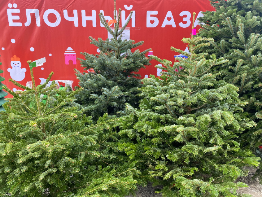 В преддверии зимних праздников лесхозы подарят социальным учреждениям новогодние деревья