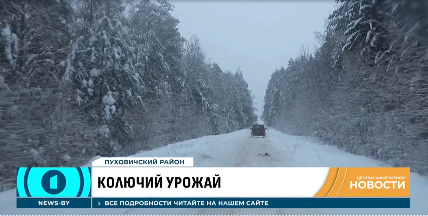 Сбор хвойного урожая
