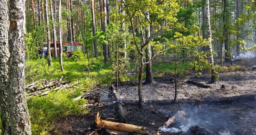 Загорание в Тальковском лесничестве